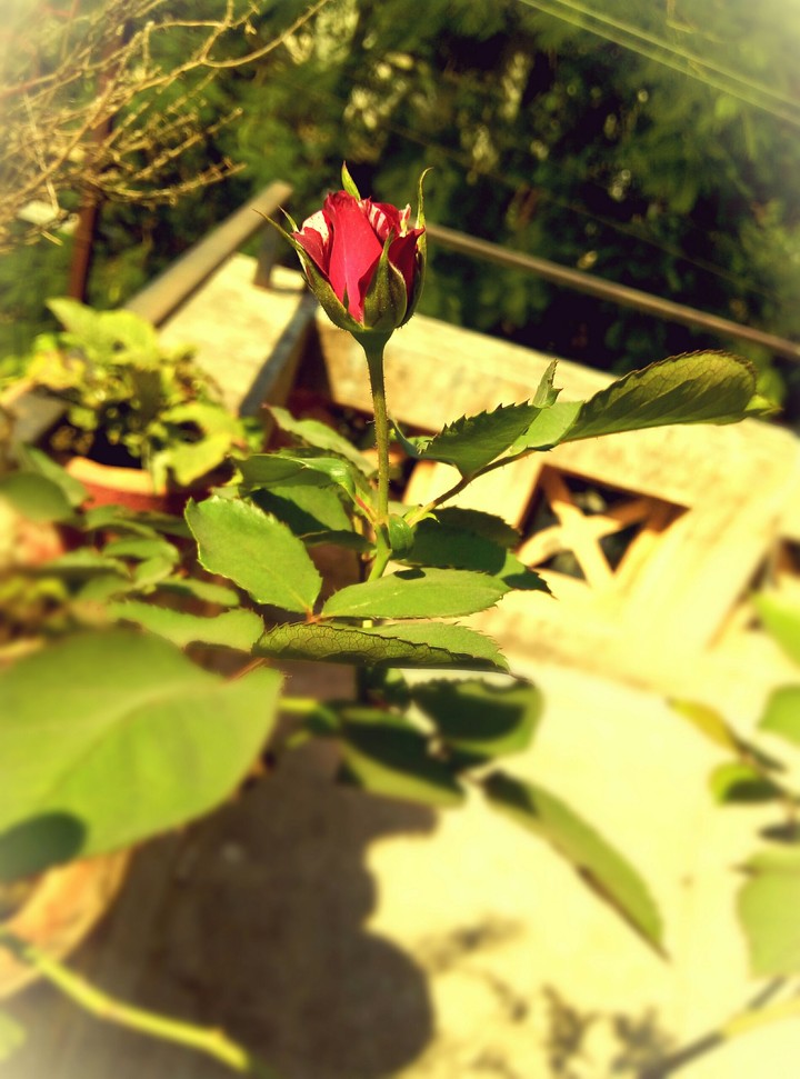 red rose