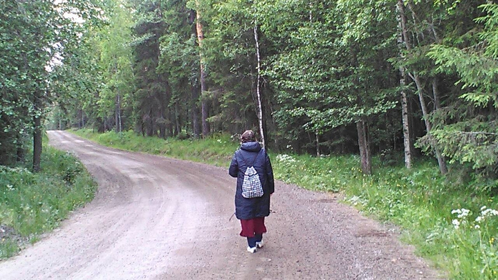 лесная дорога