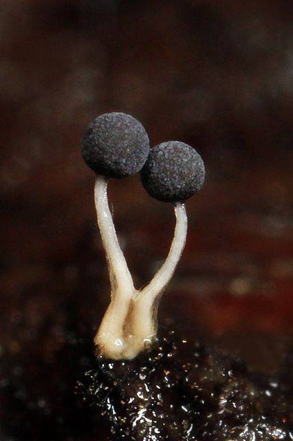 mushroom