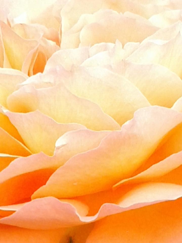 zarte Blüte