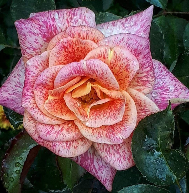 2018 rose. Beautiful