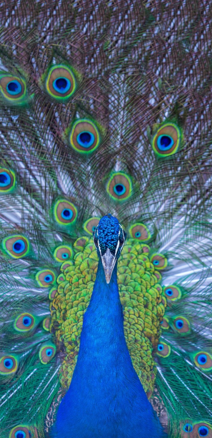 peacock