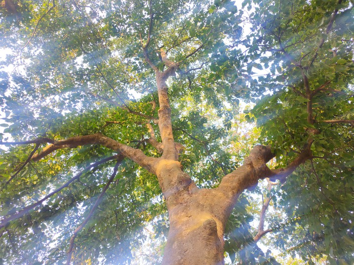 Tree ?