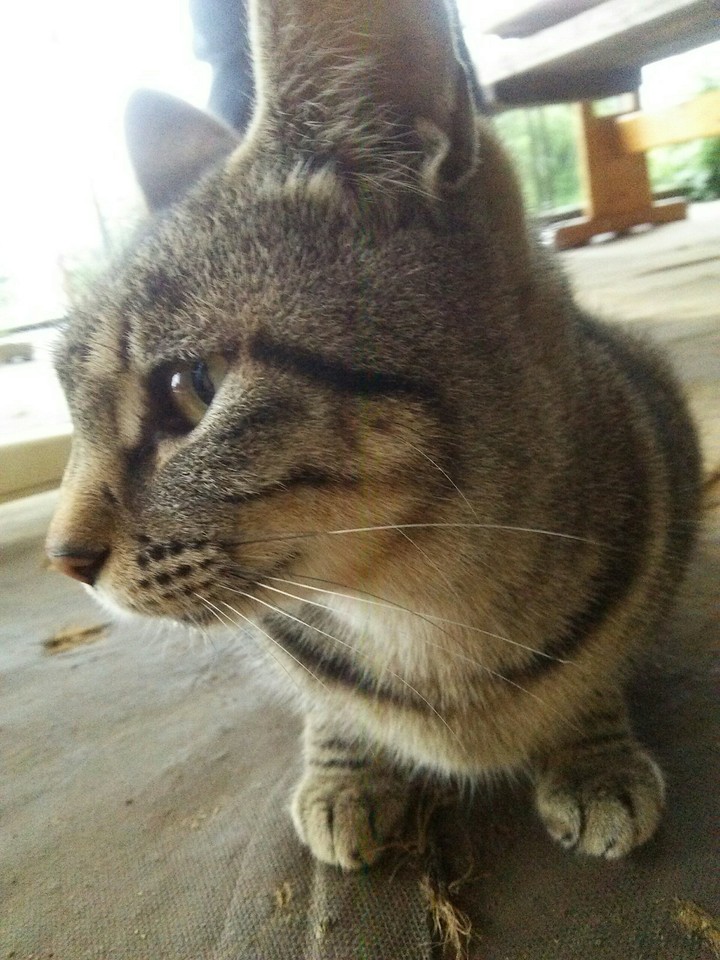 cat