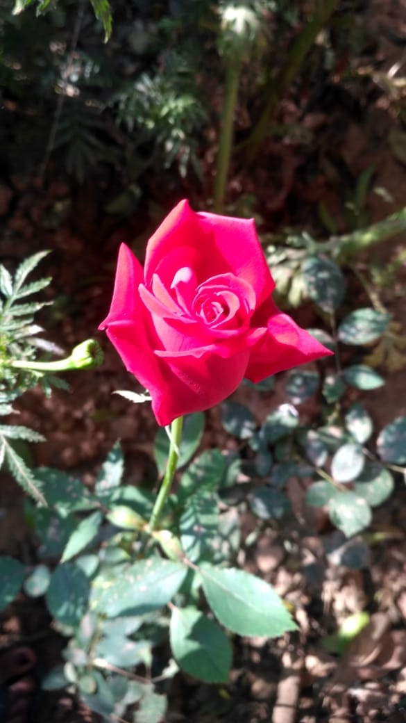 rose