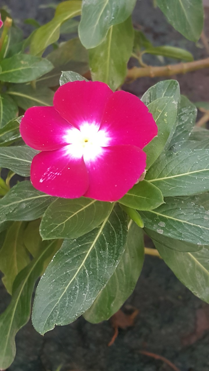 B-E-A-UTIFUL FLOWER