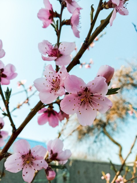 Spring
