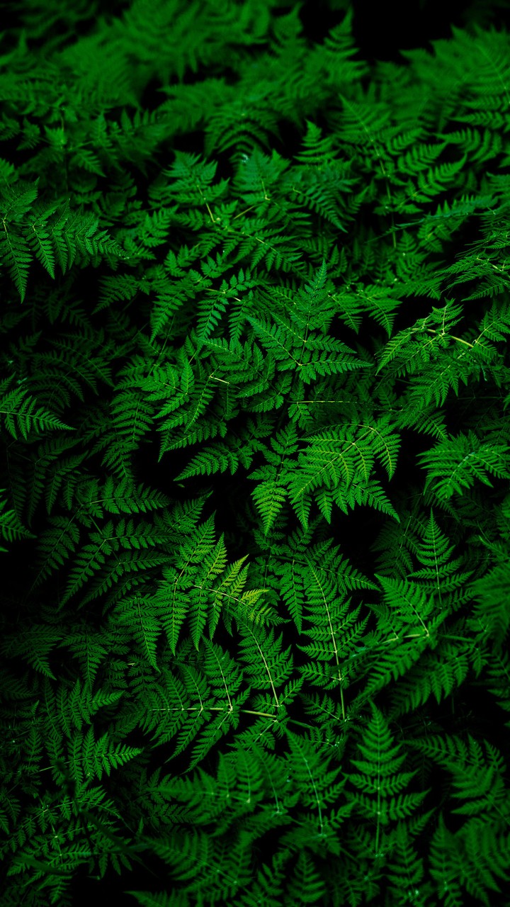 Gifts of Nature