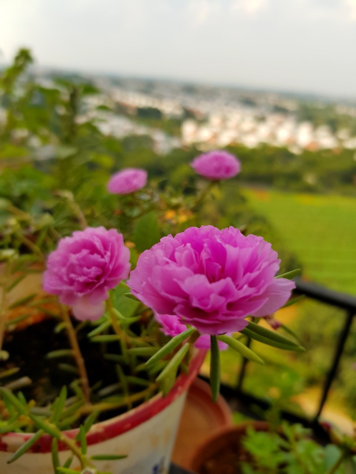 pink flower