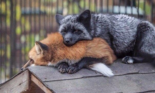 love