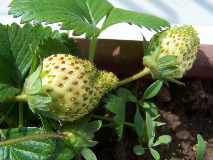 fraise pas encore mûre