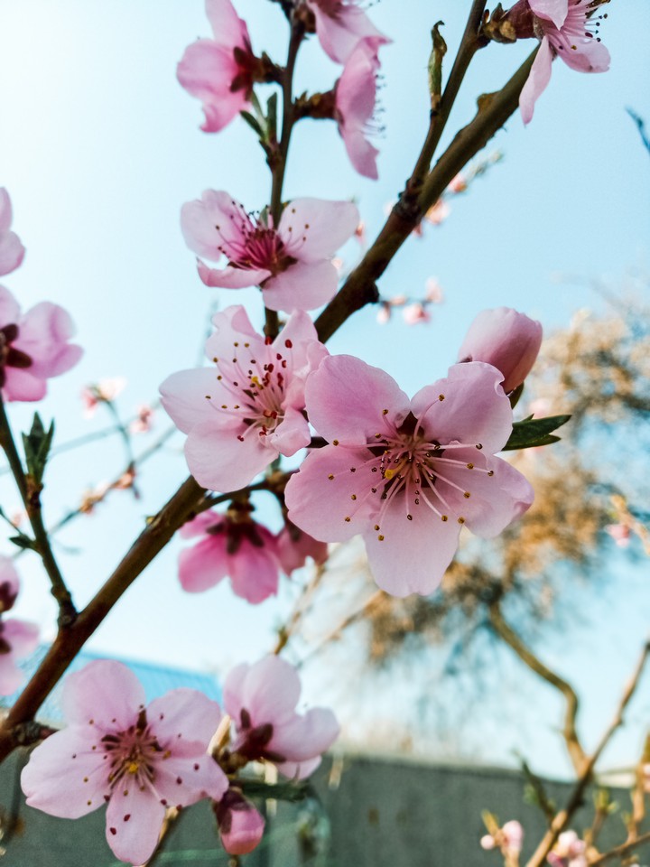 Spring
