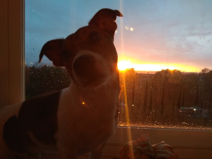 jack rassel terrier