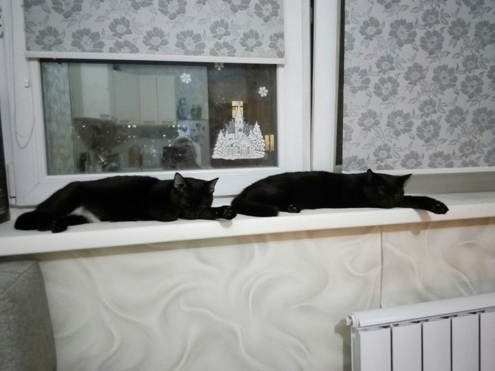 alice & lucy
