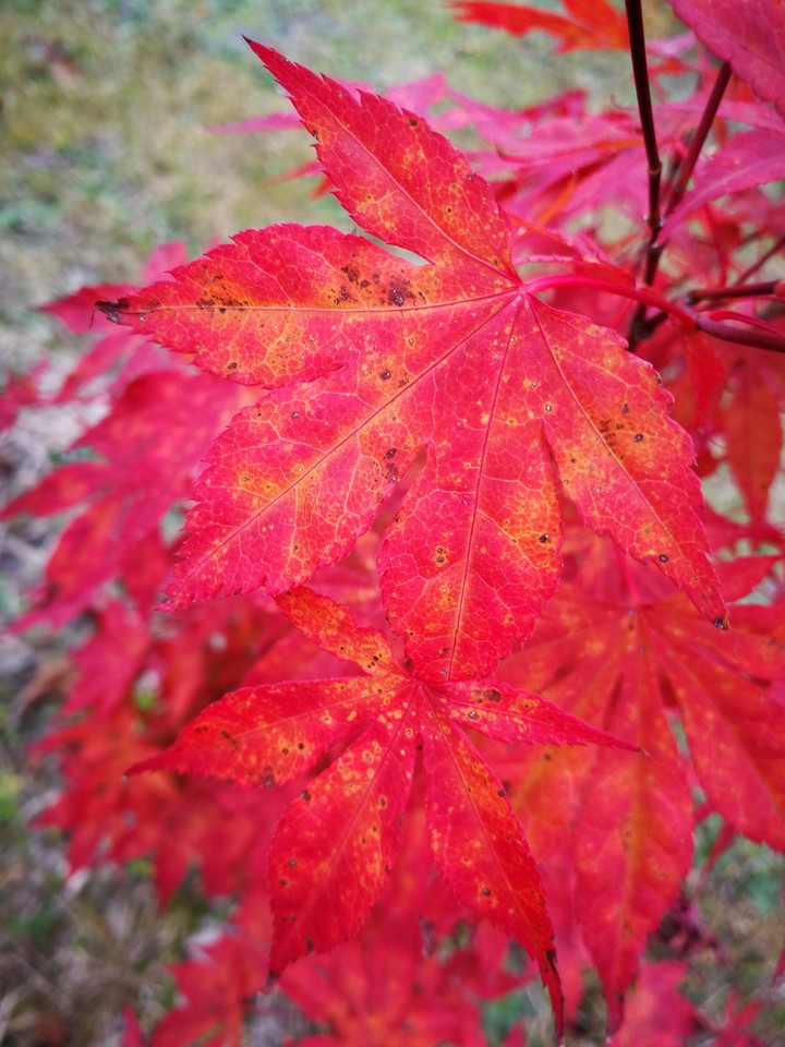 leafe