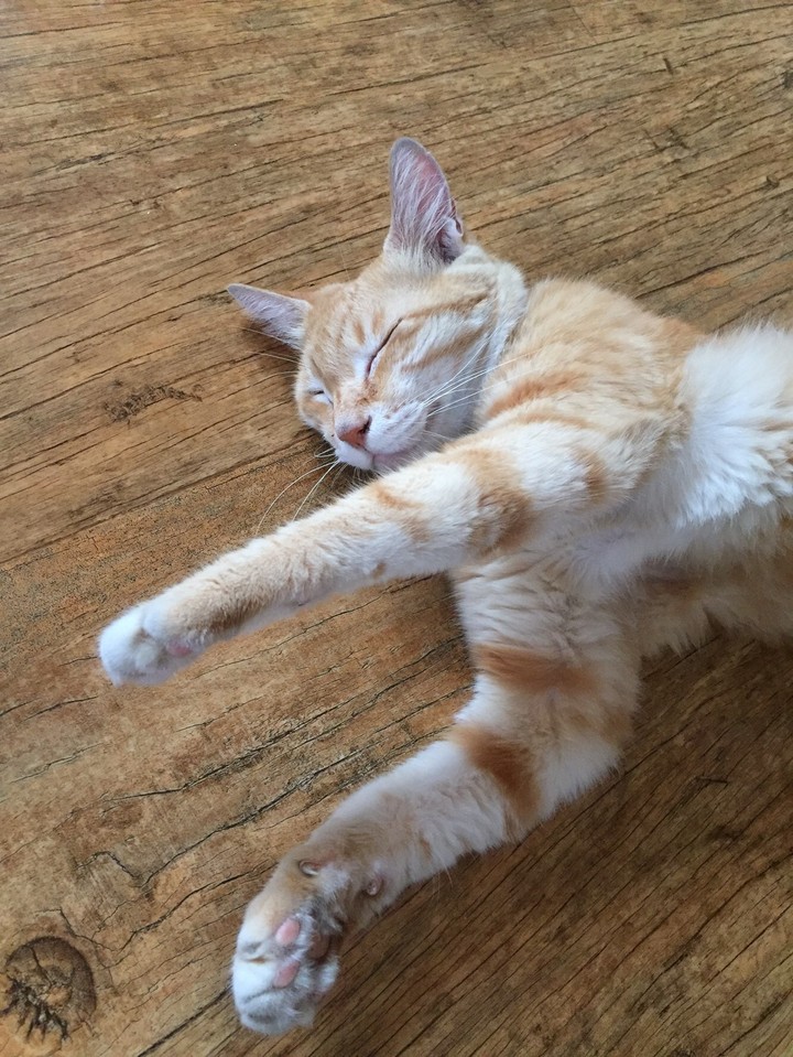 우리집 막둥이