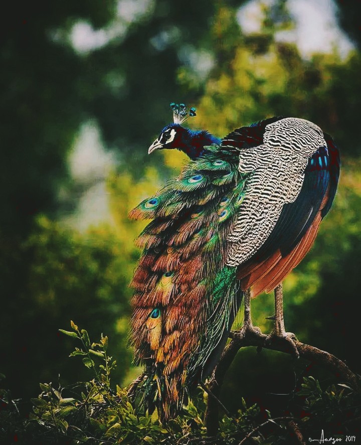 Peacock  ❤