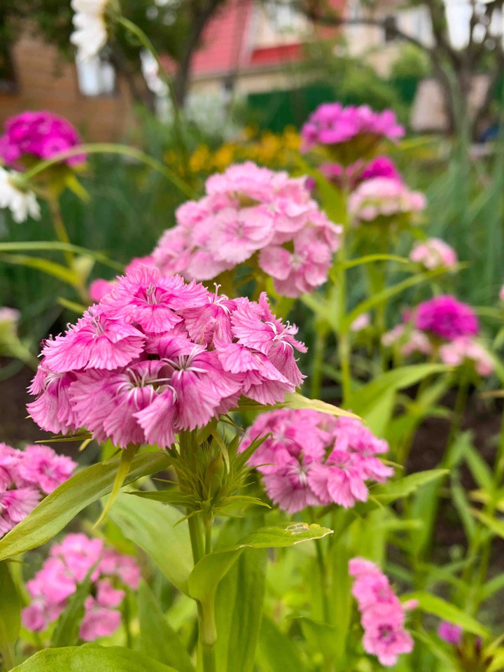 flower Garden