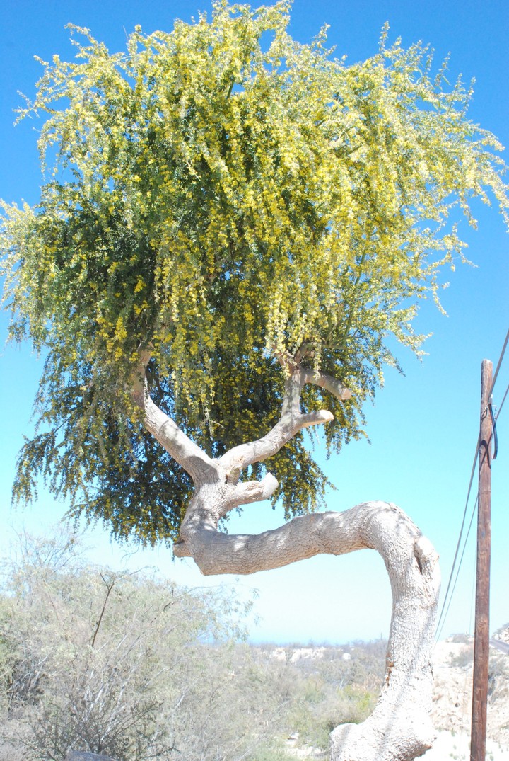 acacia