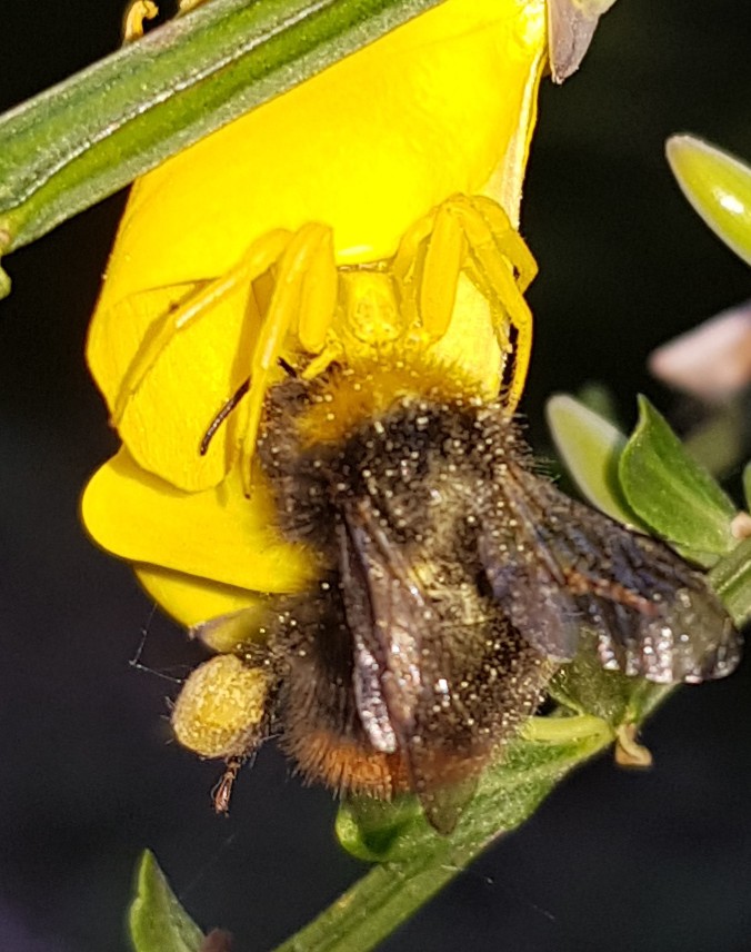 crab spider