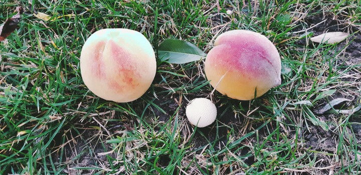 peach
