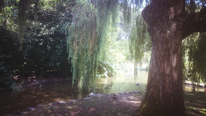 Pond