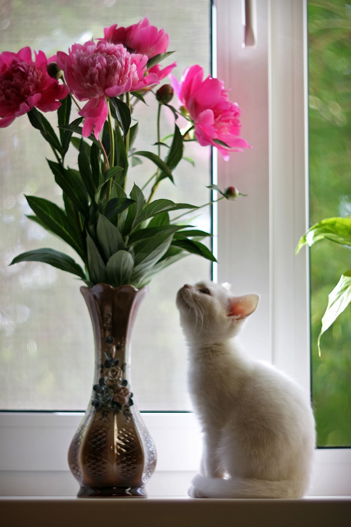 kitten and peonies