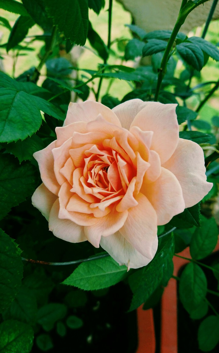 Star rose