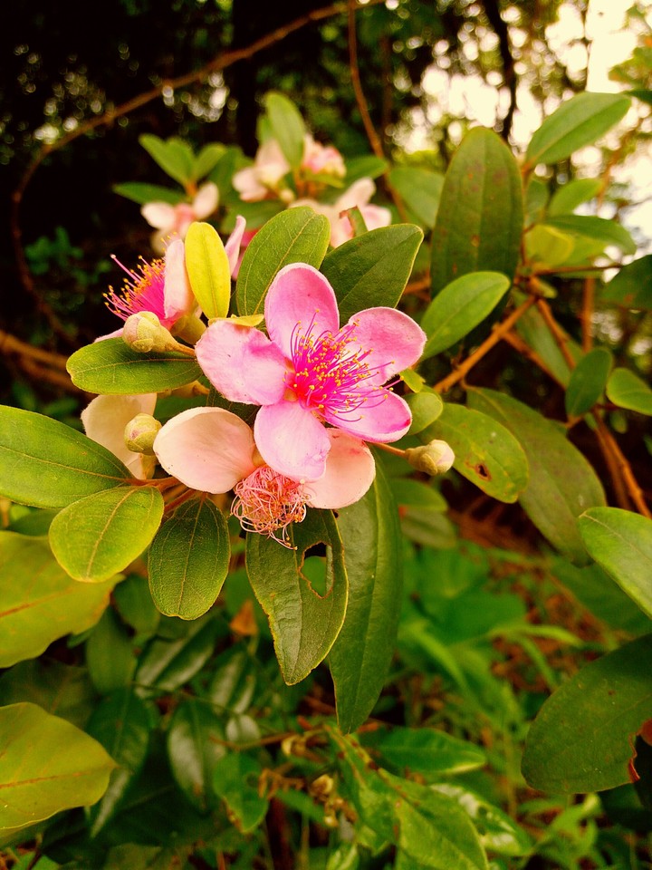 Flower