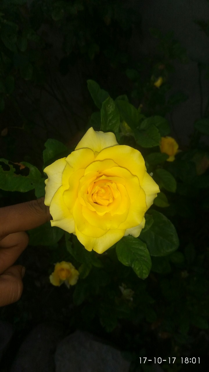 yellow rose