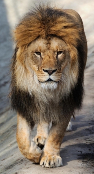 lion