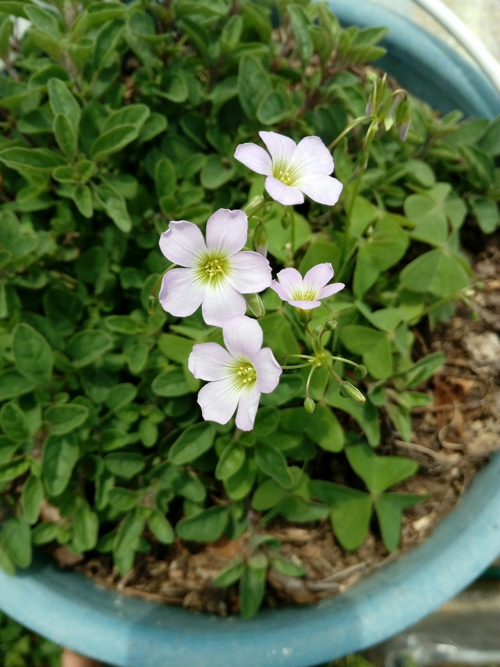 the beautiful flowers