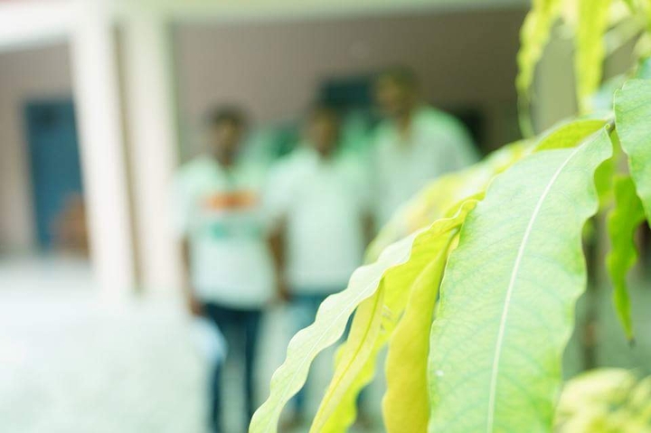 #blur #green #leaf #nature