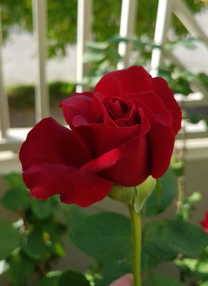 red in nature