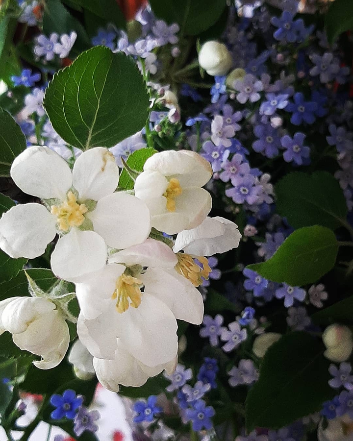 spring