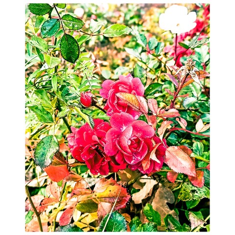 sfondi rose, botany