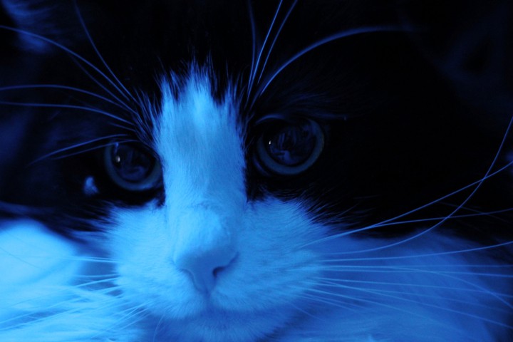 my lovely cat