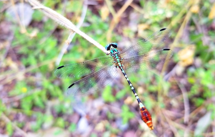 LIBÉLULA VERDE EN REPOSO, SAN LORENZO, GRO.