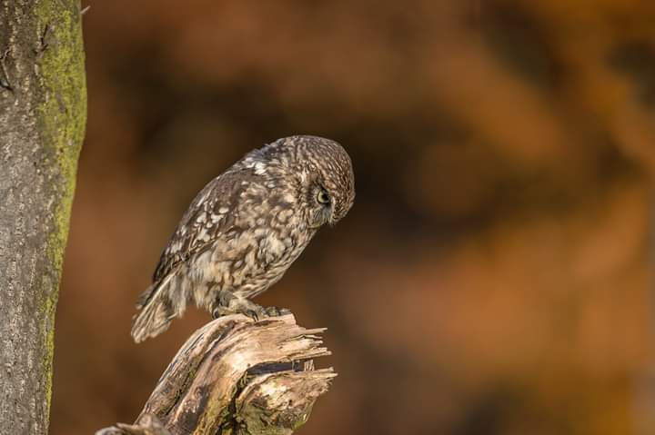 Sleep Owl