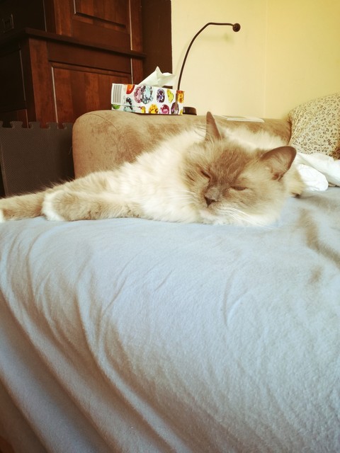 A dreaming cat