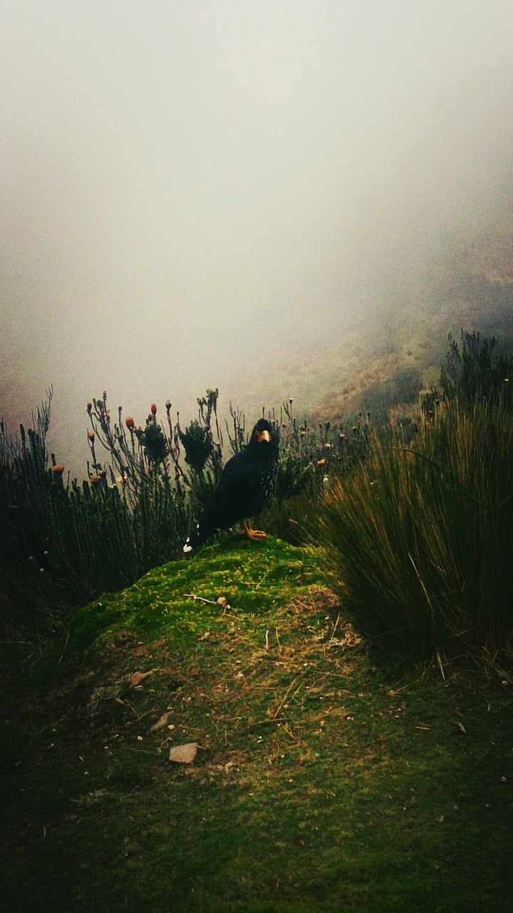 En el Rucu Pichincha Quito-Ecuador