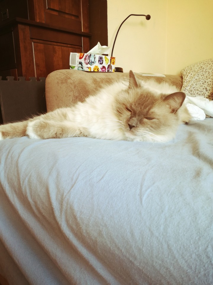 A dreaming cat