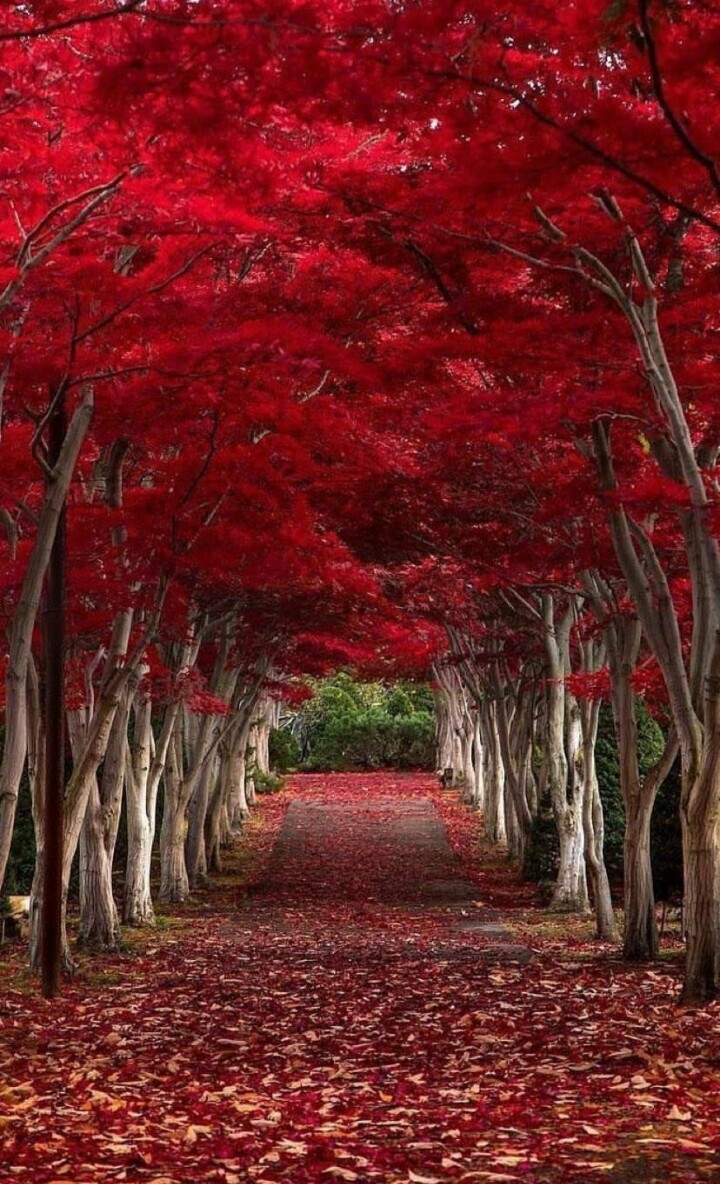 forest