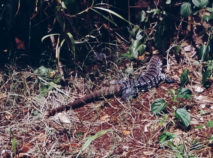 lizard, lagarto
