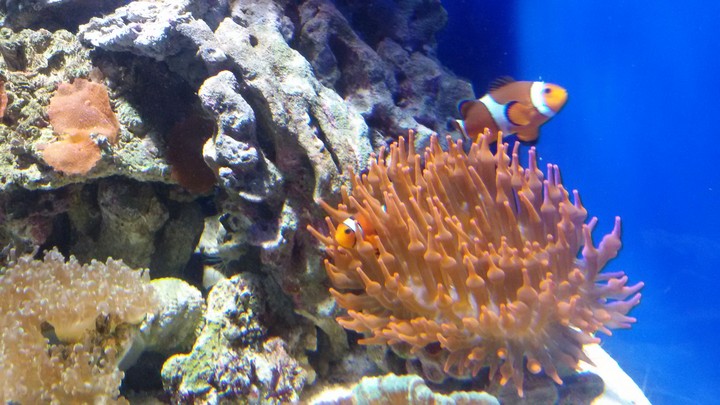 Nemo