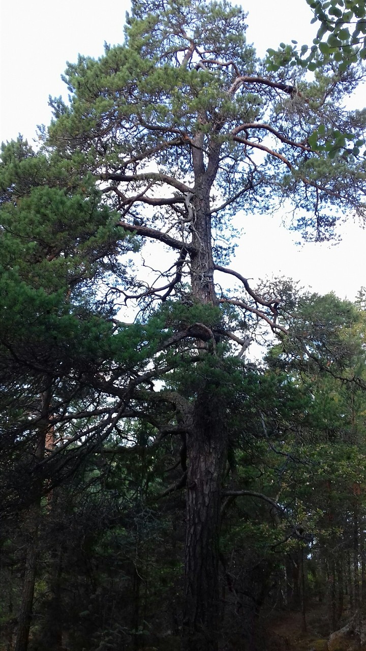 Pine tree