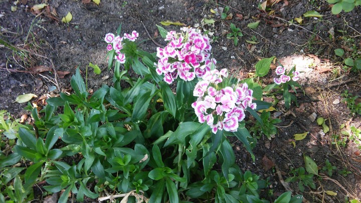 Beauty Flowers