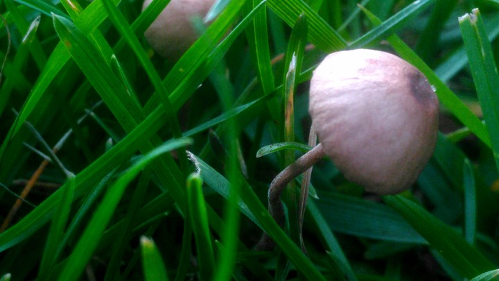 mushroom•