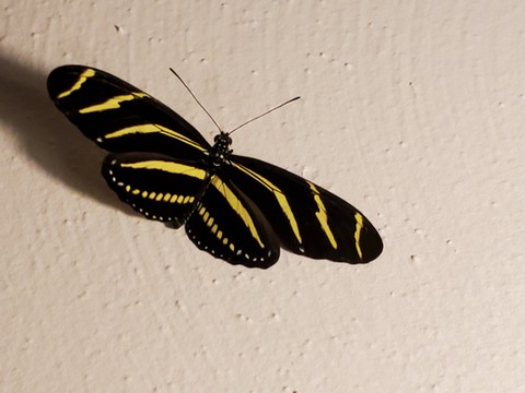 zebra longwing butterfly