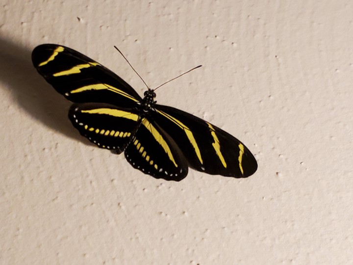 zebra longwing butterfly